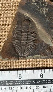 Fossil Trilobite Ogyginus , Ordovician Period, Wales - Picture 1 of 5