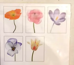 LOT of 5 IKEA Kort 5"x7" Floral Art Card/Print Notecards Flowers Brand New - Picture 1 of 4
