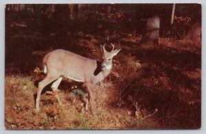 Greetings From The Pine Tree State Spike Buck Deer Maine Chrome Postcard c1956 - Picture 1 of 2