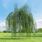 Samen Hängebirke, Betula pendula