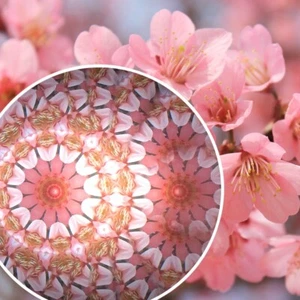 Teleidoscopio Mandala - Hecho a mano en Japón por Tomoo Hosono, mira telescópica coleccionable - Imagen 1 de 10