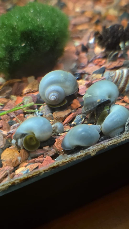 Pomacea Diffusa - Ampullaria - Gasteropodi - Acqua Dolce - Acquario - Lumache - Immagine 1 di 1