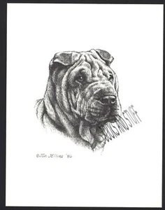 #371 luz SHAR PEI retrato perro impresión de arte * pluma y tinta dibujo * Jan Jellins - Imagen 1 de 1