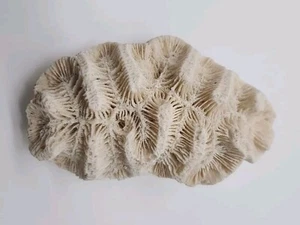 Arrecife de coral cerebro blanco natural náutico agua salada decoración de acuario costero 4,25" - Imagen 1 de 4