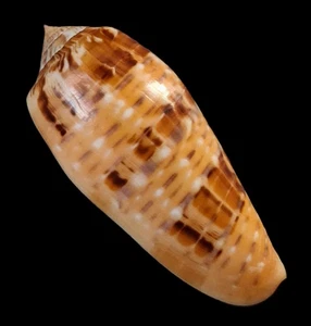 Sea Shell Conus dusaveli 78 mm, F+++, bonito patrón y color, espécimen RARO, impresionante - Imagen 1 de 6