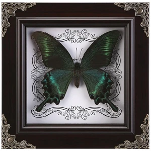 Echter Schmetterling gerahmt Handarbeit, Taxidermy Butterfly Shadow Collection, gerahmt... - Bild 1 von 7