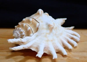 Vintage Unusual Legged Conch Sea Shell - Picture 1 of 11