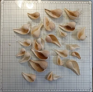 Sanibel Atlantic Fig Snail (Ficus papyratia), Over 25 Shells Ethical Source MS4 - Picture 1 of 7