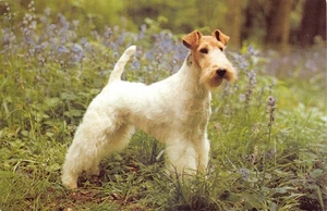 POSTAL PERRO Y GATO TAMAÑO CONTINENTAL PERRO ALAMBRE FOX TERRIER BUENA MUY BUENA - Imagen 1 de 2
