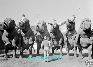 1940 REPRINT PHOTO CIRCUS ELEPHANTS AND TRAINER - RINGLING, SARASOTA, FL