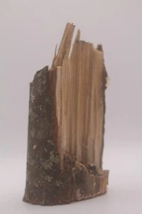 O/S Spurweite Zug Layouts Diorama handgeschnitten Baumstumpf Menge 1 Posten #165 - Bild 1 von 2