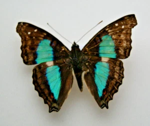 Doxocopa cherubina butterfly set specimen Peru - Bild 1 von 1