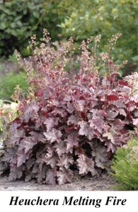 Seeds Heuchera Coral Bells Melting FIRE Flower SHADE Seed Leaf Dark PURPLE RED - Picture 1 of 1