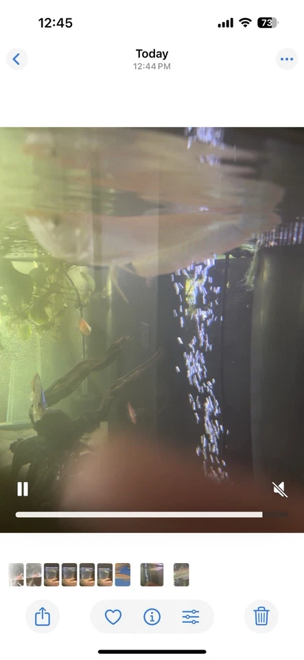 7” Banana Arowana  - Image 1 of 1