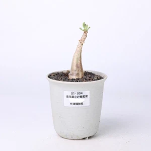 Sale Rare liveSucculent plant Cyphostemma betiformis WYSIWYG Own Root Caudex - Imagen 1 de 1