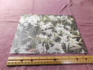 Easter Religious Christian Art Print From Magazine Vintage 1957 Lilies - Picture 1 of 2