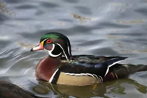 Wood Duck Taxidermy / Decoy Carving Reference Photo Cd - Picture 1 of 3