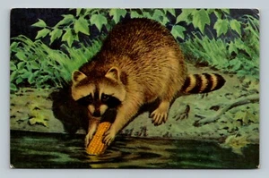 Waschbär, Gemälde von Al Kreml, Chrom Postkarte - Bild 1 von 2