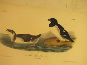 Litografia XIX secolo stampata da J.J. Audobon - Foto 1 di 4