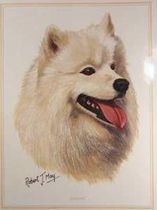 Samoyed Dog Robert May Fine Art Greeting Card Blank 6x8" Envelope Quay Dorset UK - Picture 1 of 7