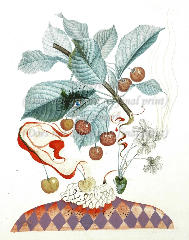 SALVADOR DALI Botanical Art Poster or Rolled Canvas Print "Cerises-Pierrot" - Image 1 of 1