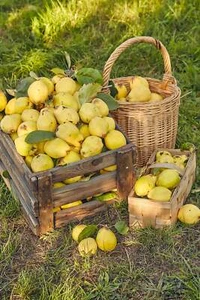 20 semillas de arbusto con floración oblonga Cydonia árbol frutal membrillo culinario común - Imagen 1 de 15