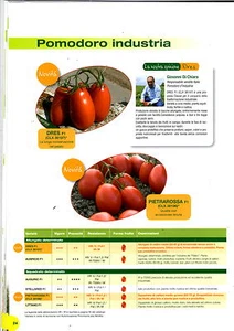 Clause Semillas Tomate De Hindu Cuadrado Deter. Feicitación f1 X 5000 Píldora - Picture 1 of 1