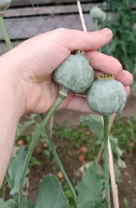 Schlafmohn Papaver somniferum 'Sahir' Medizinische Sorte - Bild 1 von 6