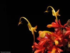 Globba atrosanguinea miniature ginger VERY RARE evergreen tropical terrarium red - Picture 1 of 9