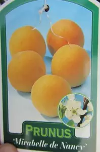 Mirabelle 'Nancy' - Halbstamm - winterharte Pflanze 160-170cm im Topf - Bild 1 von 2