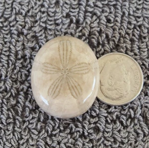 Fossil Sand Dollar Cab Beach Theme Jewelry Grade Oligopygus putnami - Picture 1 of 5