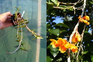 Dendrobium subclausum, orchidée, Orchid, RARE - Foto 1 di 1