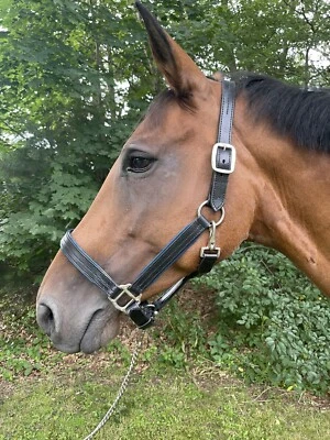 Leaders Premium+ ¡Alter de cuero para tamaño completo/caballo! Con charol Foto 1 de 4