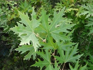 ORIENTAL PLANE TREE 25 SEEDS PLATANUS ORIENTALIS - Picture 1 of 4
