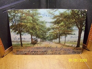 1908 Oakland Ave tree-lined dirt lane horse carriage Sumter SC South S Carolina - Picture 1 of 2
