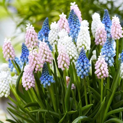 Fácil de cultivar Muscari uva jacinto tragaluz mezcla 30 bulbos de plantas, zonas 4-8 Foto 1 de 4