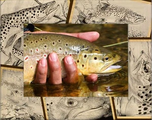 Trout Fishing Laser Engraved Wood Picture Frame Landscape (3 x 5) - Picture 1 of 2