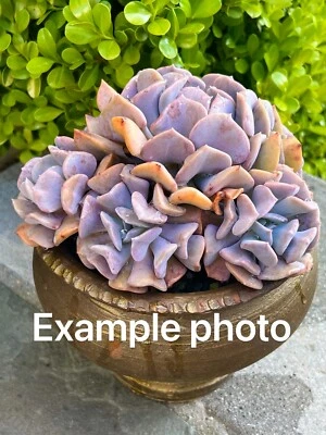 Rare Succulent Echeveria Cubic Frost 3-Inch Multi-Head Rooted Live Plant - Image 1 of 4