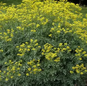 Rue Ruta Graveolens Seeds Herb Wild Flower Indoor & Outdoor - Picture 1 of 3