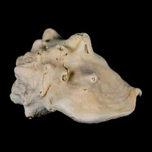 3.2" Strombus Bubonius Fossil Shell Gastropod Pliocene Age Almeria, Spain - Picture 1 of 9