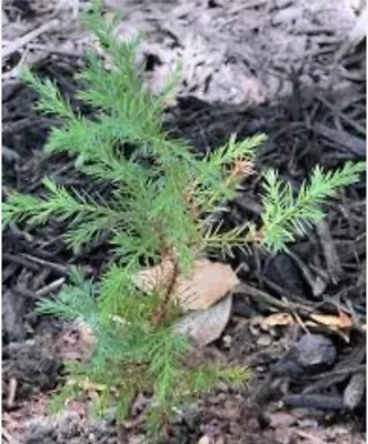 10 Pack Eastern Red Cedar Trees Juniperus Virginiana 5"Rescue Seedlings* Live - Image 1 of 4