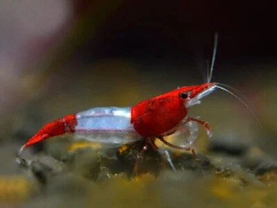 lotto 5 X NEOCARIDINA NEOCARIDINE DAVIDI RED RILI  +OMAGGIO MANGIME - Immagine 1 di 2