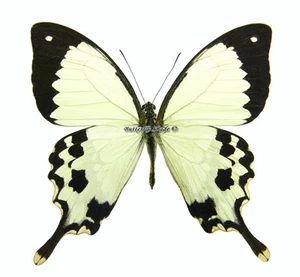 Unmounted Butterfly/Papilionidae - Papilio dardanus meriones, male, A- - Picture 1 of 2