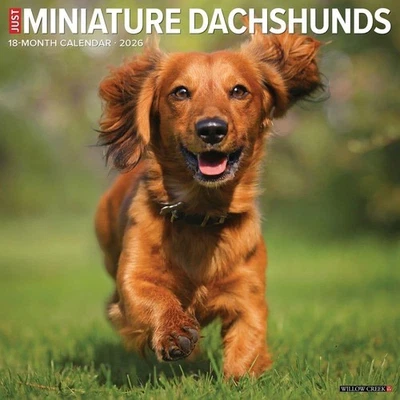 Miniature Dachshunds 2026 12" x Wall Calendar Multicolor  - Image 1 of 4