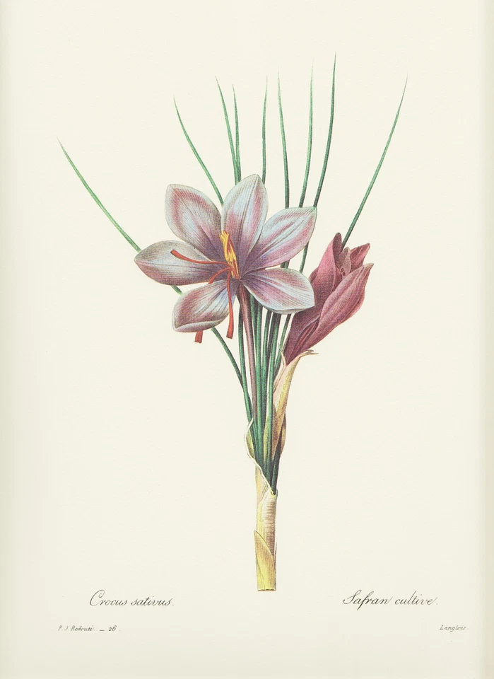 SAFRAN  Crocus sativus Krokus  FAKSIMILE Farbdruck  Pierre Joseph Redoute - Bild 1 von 1