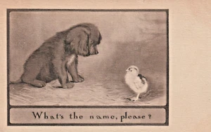 1909 Adorable Puppy & Chick What's the Name Please Antique Postcard - Picture 1 of 2