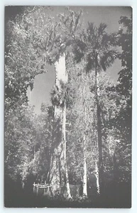 Postal Florida Big Tree Between Sanford & Orlando - Imagen 1 de 3