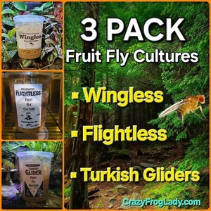 Fruit Fly Cultures 3 Pack Variety Live Flightless, Turkish Gliders, & Wingless - Picture 1 of 4