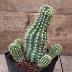 A7815 CEREUS SP. VARIEGATED pot14-H22-W18 cm MaMa Cactus