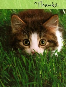 Kitten In The Grass Pounce Thanks Thank You Note Cards - Set of 4 - Picture 1 of 3